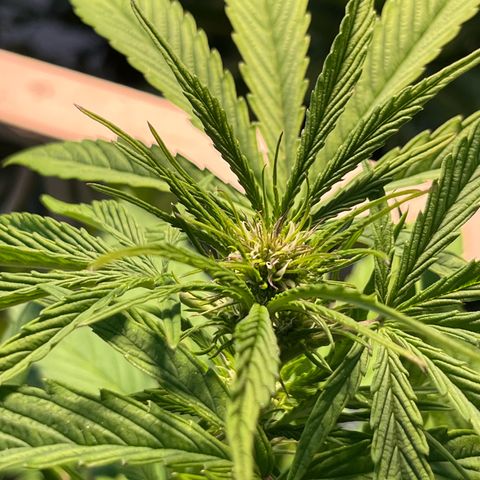 Mango Runtz growlog timeline photo