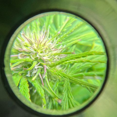 Mango Runtz growlog photo: Beginning to turn purple- leaves and flower