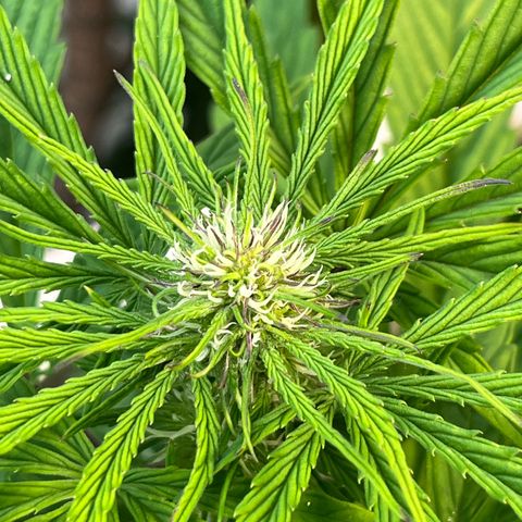 Mango Runtz growlog timeline photo