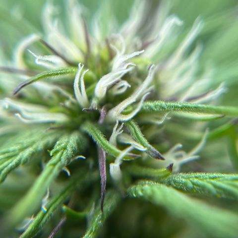 Mango Runtz growlog timeline photo