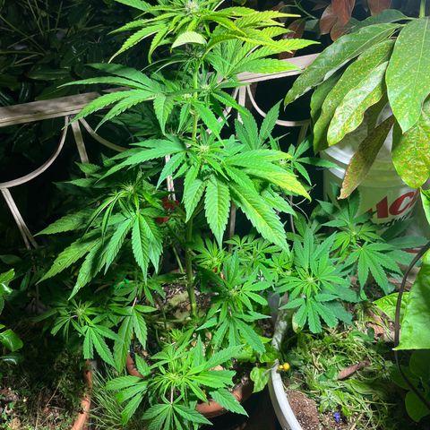 Mango Runtz growlog timeline photo