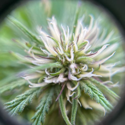 Mango Runtz growlog photo: Starting to show some real trichomes