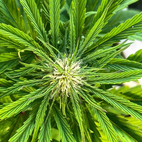 Mango Runtz growlog photo: Starting to show some real trichomes
