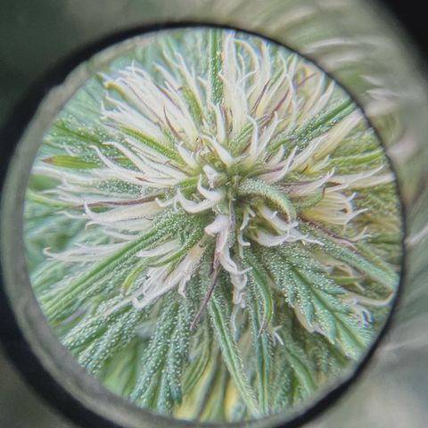 Mango Runtz growlog timeline photo