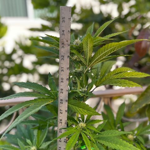 Mango Runtz growlog timeline photo