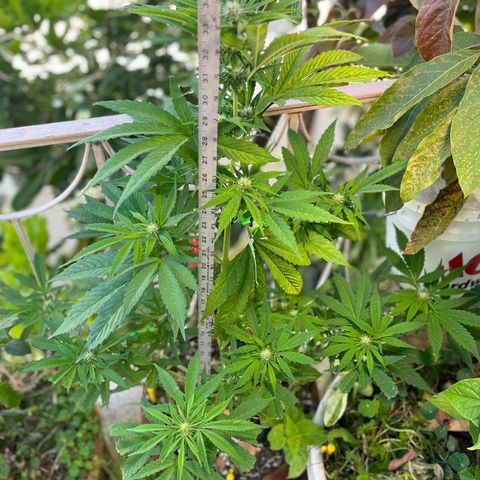 Mango Runtz growlog timeline photo