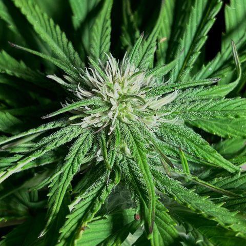 Mango Runtz growlog timeline photo