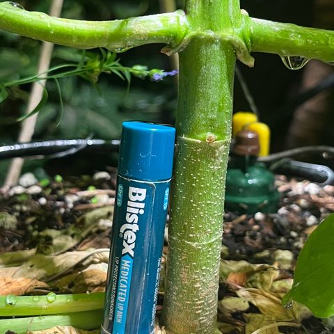 Mango Runtz growlog timeline photo