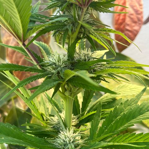 Mango Runtz growlog timeline photo