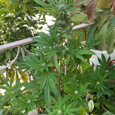 Mango Runtz growlog timeline photo