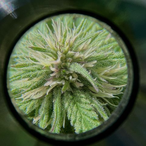 Mango Runtz growlog timeline photo