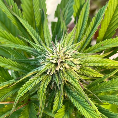 Mango Runtz growlog timeline photo