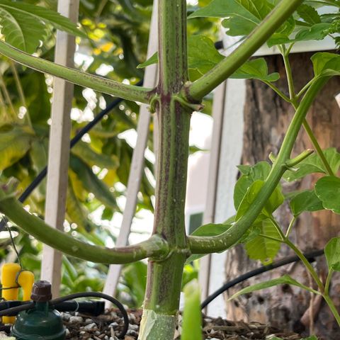 Mango Runtz growlog timeline photo
