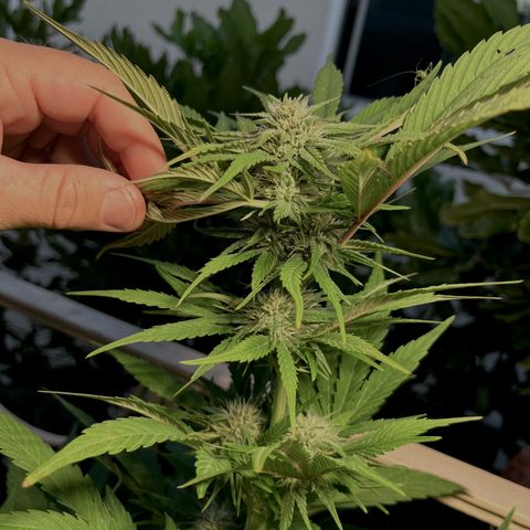 Mango Runtz growlog timeline photo