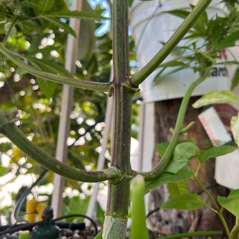 Mango Runtz growlog timeline photo