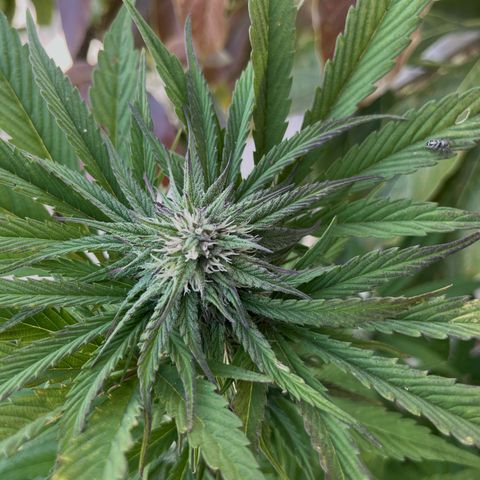 Mango Runtz growlog timeline photo