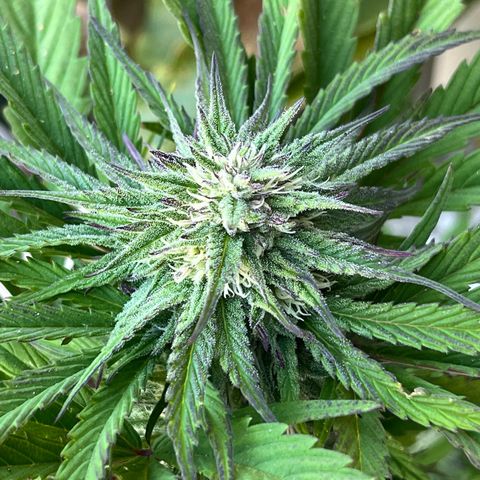 Mango Runtz growlog timeline photo