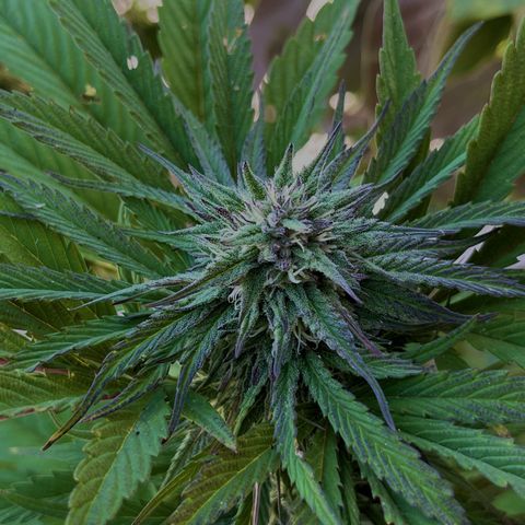 Mango Runtz growlog timeline photo