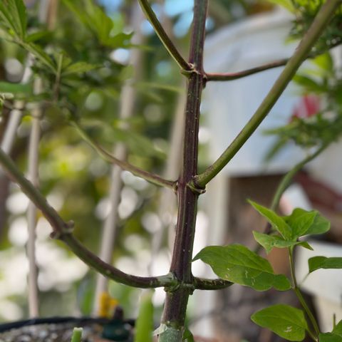Mango Runtz growlog timeline photo