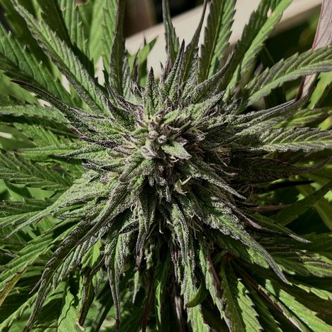 Mango Runtz growlog timeline photo