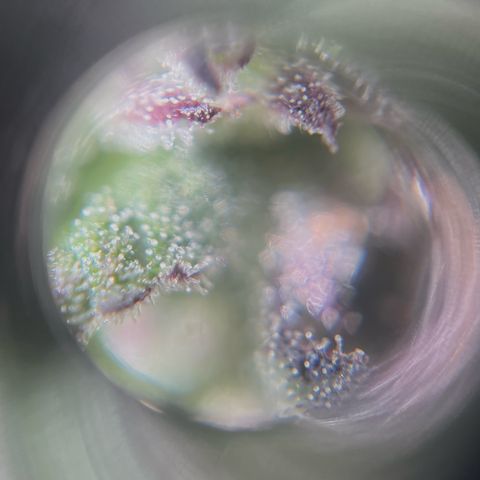 Mango Runtz growlog timeline photo
