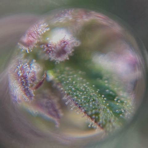 Mango Runtz growlog timeline photo