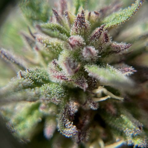 Mango Runtz growlog timeline photo