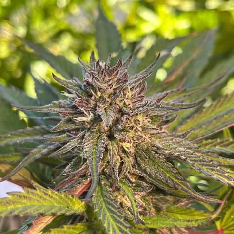 Mango Runtz growlog timeline photo