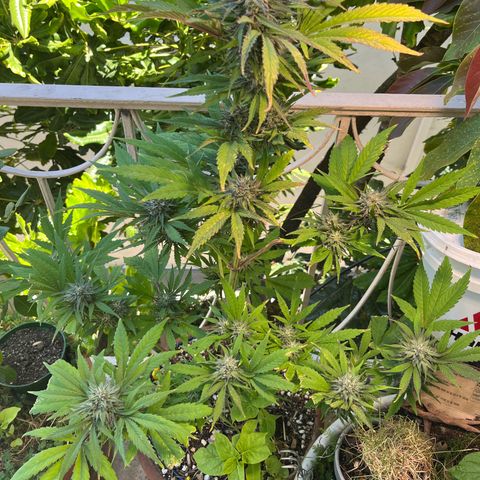 Mango Runtz growlog timeline photo