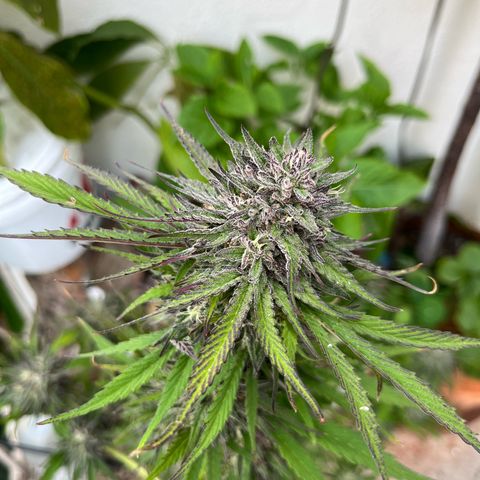 Mango Runtz growlog timeline photo