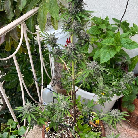 Mango Runtz growlog timeline photo