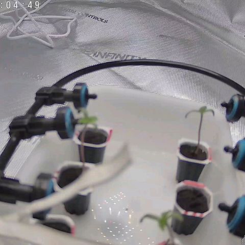 Classic Skunk growlog timeline photo