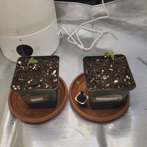 Classic Skunk growlog timeline photo