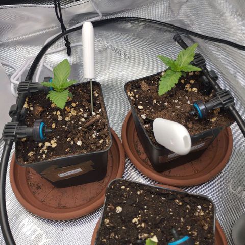 Classic Skunk growlog timeline photo