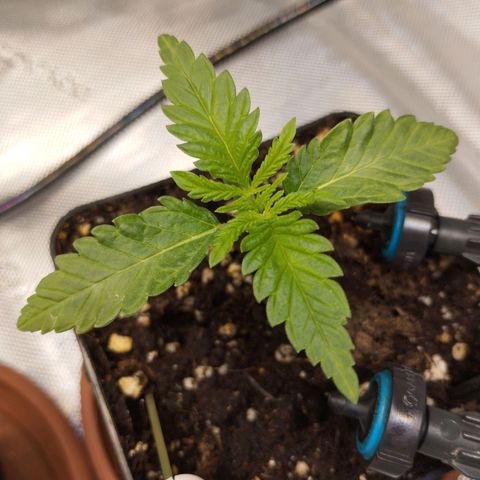 Classic Skunk growlog timeline photo