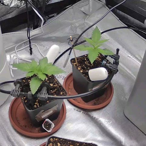 Classic Skunk growlog timeline photo