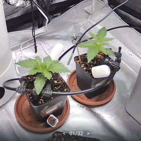 Classic Skunk growlog timeline photo