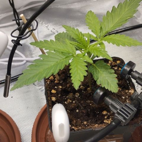 Classic Skunk growlog timeline photo
