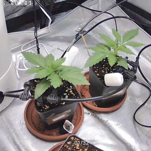 Classic Skunk growlog timeline photo