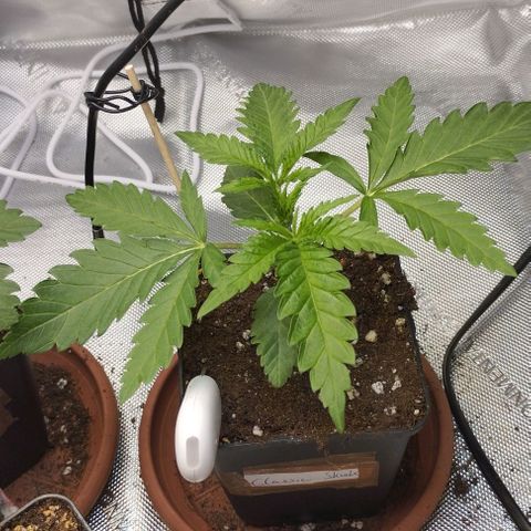 Classic Skunk growlog timeline photo