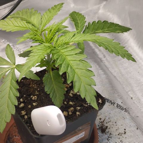 Classic Skunk growlog timeline photo