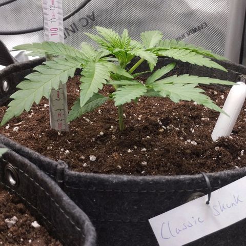 Classic Skunk growlog timeline photo