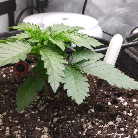 Classic Skunk growlog photo: Keine Stresserscheinungen nach dem umtopfen 
Freitag wird getopt.
