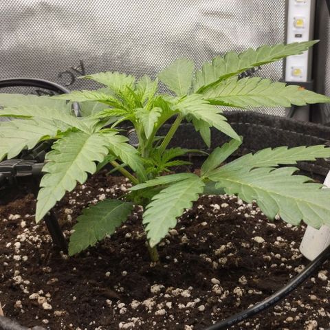 Classic Skunk growlog photo: Keine Stresserscheinungen nach dem umtopfen 
Freitag wird getopt.