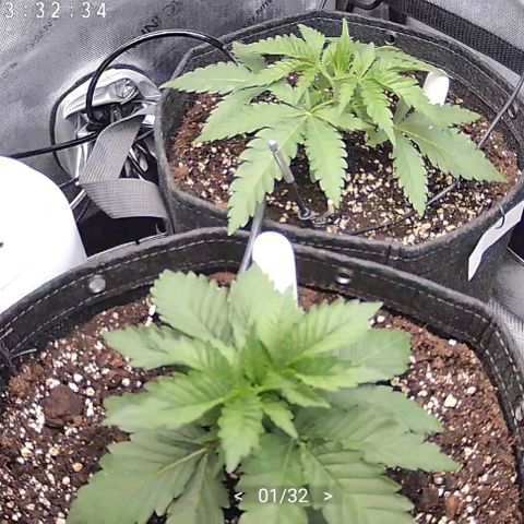 Classic Skunk growlog timeline photo