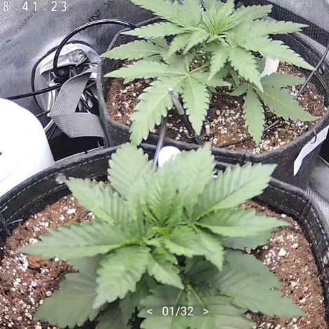 Classic Skunk growlog timeline photo