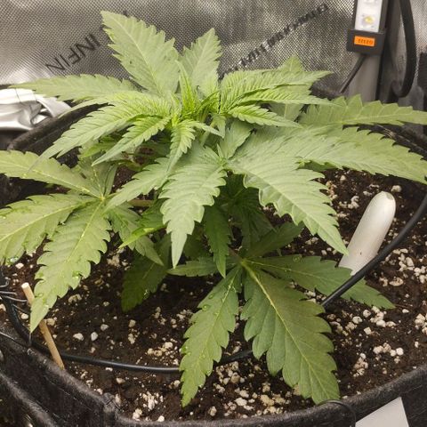 Classic Skunk growlog timeline photo