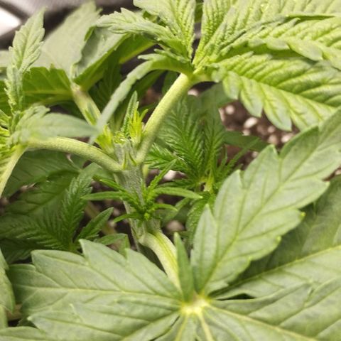 Classic Skunk growlog photo: Topping