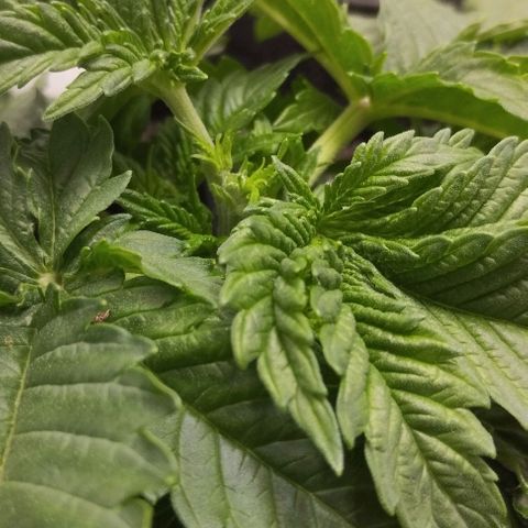 Classic Skunk growlog photo: Topping