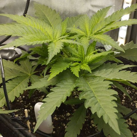 Classic Skunk growlog timeline photo